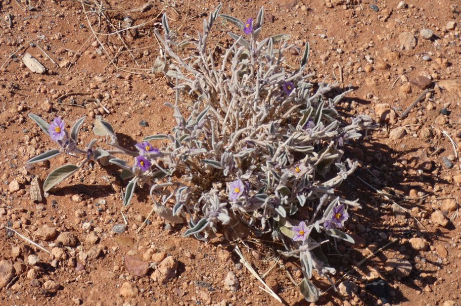 Fiore dall''Australia (NT): Solanum lithophilum (Solanaceae)