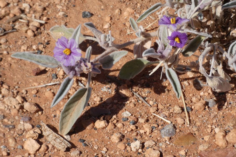 Fiore dall''Australia (NT): Solanum lithophilum (Solanaceae)