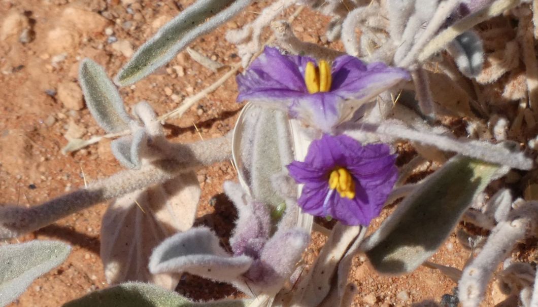 Fiore dall''Australia (NT): Solanum lithophilum (Solanaceae)