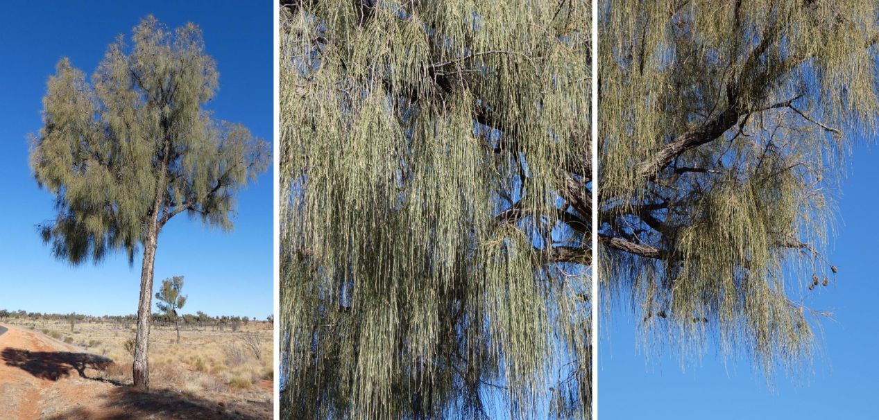 Albero dall''Australia (NT): Allocasuarina decaisneana (Casuarinaceae)