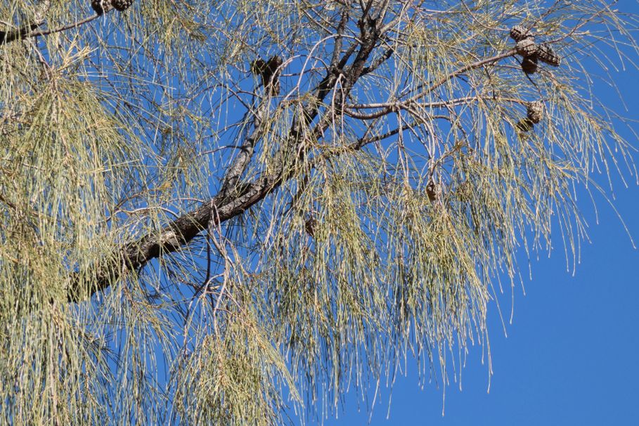 Albero dall''Australia (NT): Allocasuarina decaisneana (Casuarinaceae)