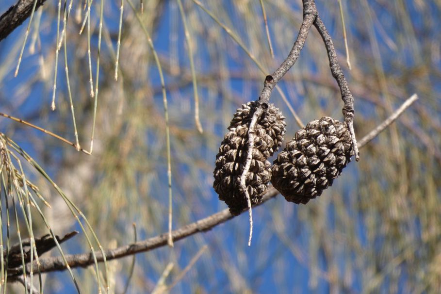 Albero dall''Australia (NT): Allocasuarina decaisneana (Casuarinaceae)