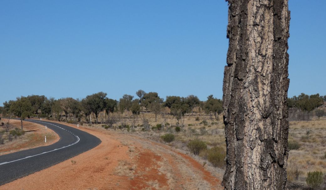 Albero dall''Australia (NT): Allocasuarina decaisneana (Casuarinaceae)