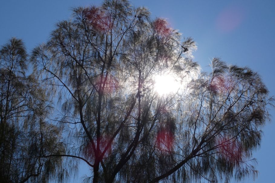 Albero dall''Australia (NT): Allocasuarina decaisneana (Casuarinaceae)