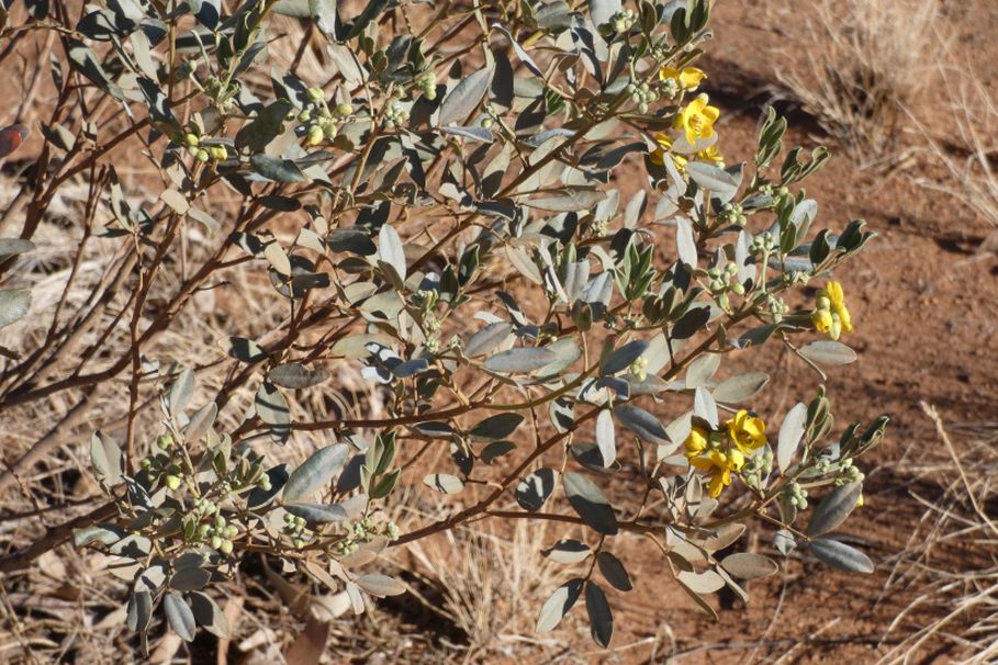 Fiore dall''Australia (NT): Senna artemisioides subsp. quadrifolia (Fabaceae)