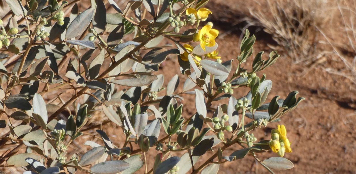 Fiore dall''Australia (NT): Senna artemisioides subsp. quadrifolia (Fabaceae)