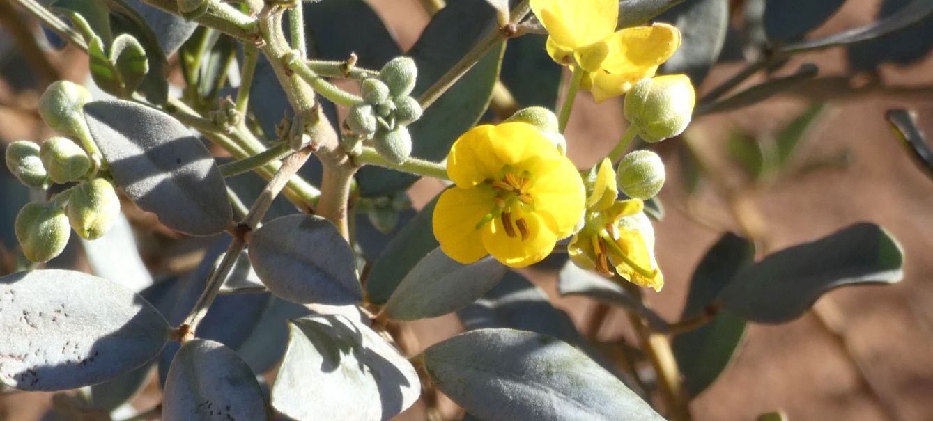 Fiore dall''Australia (NT): Senna artemisioides subsp. quadrifolia (Fabaceae)