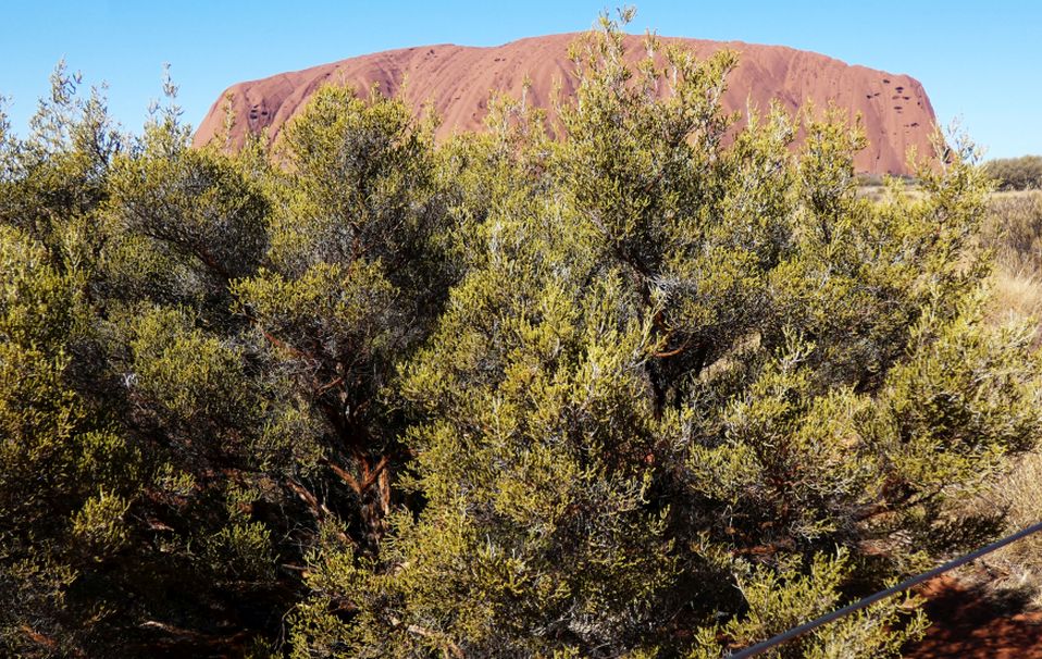 Arbusto dall''Australia (NT): Aluta maisonneuvei (Myrtaceae)