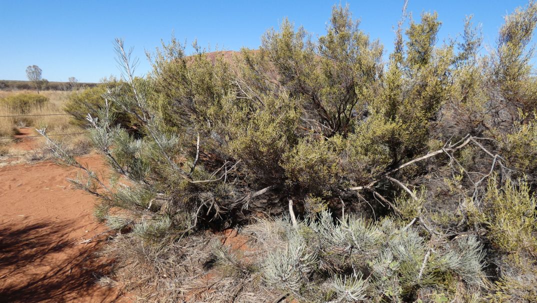 Arbusto dall''Australia (NT): Aluta maisonneuvei (Myrtaceae)