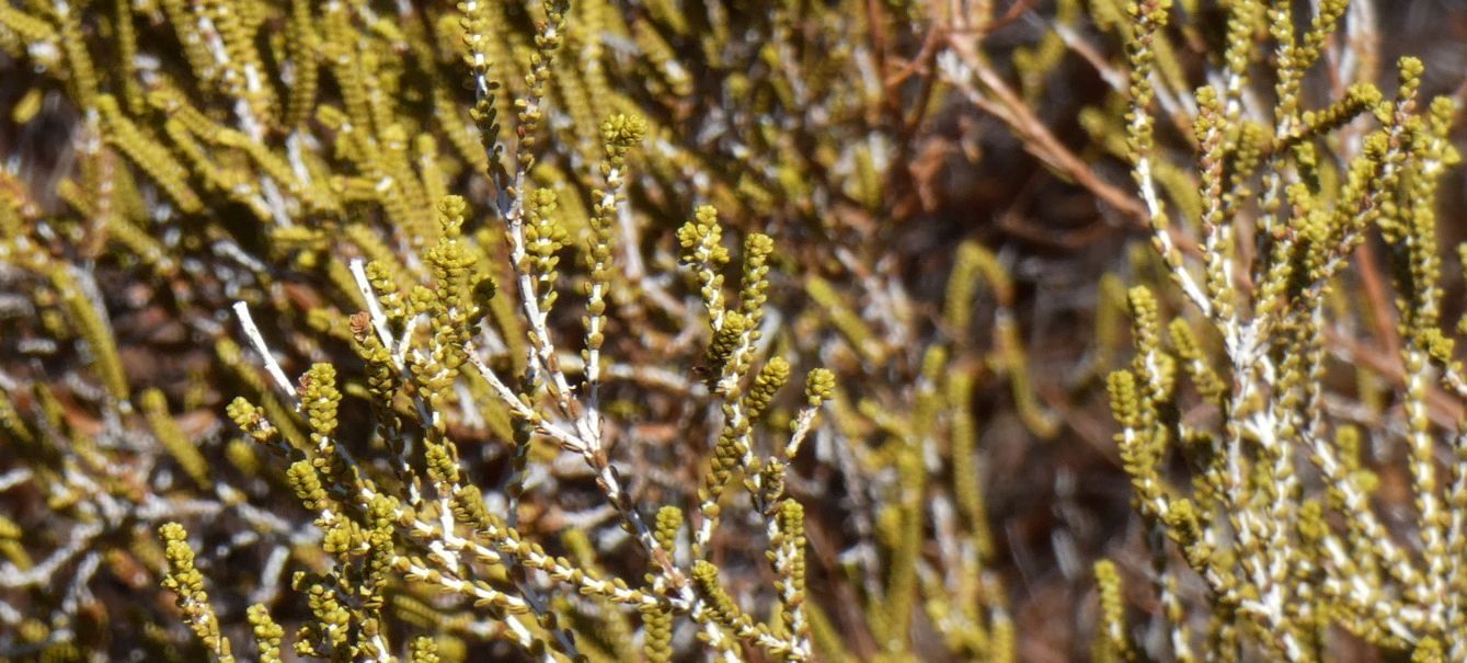 Arbusto dall''Australia (NT): Aluta maisonneuvei (Myrtaceae)