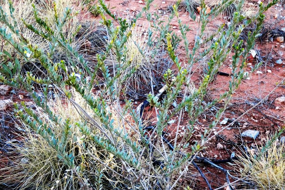 Arbusto dall''Australia (NT): Eremophila christopheri (Scrophulariaceae)