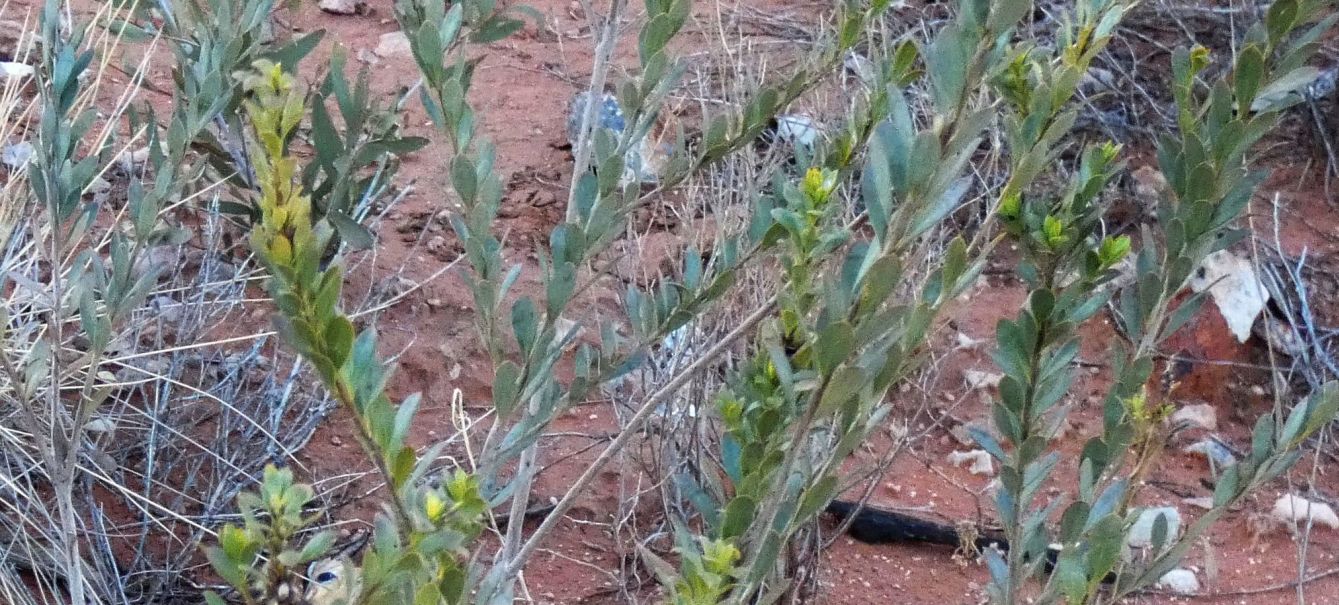 Arbusto dall''Australia (NT): Eremophila christopheri (Scrophulariaceae)