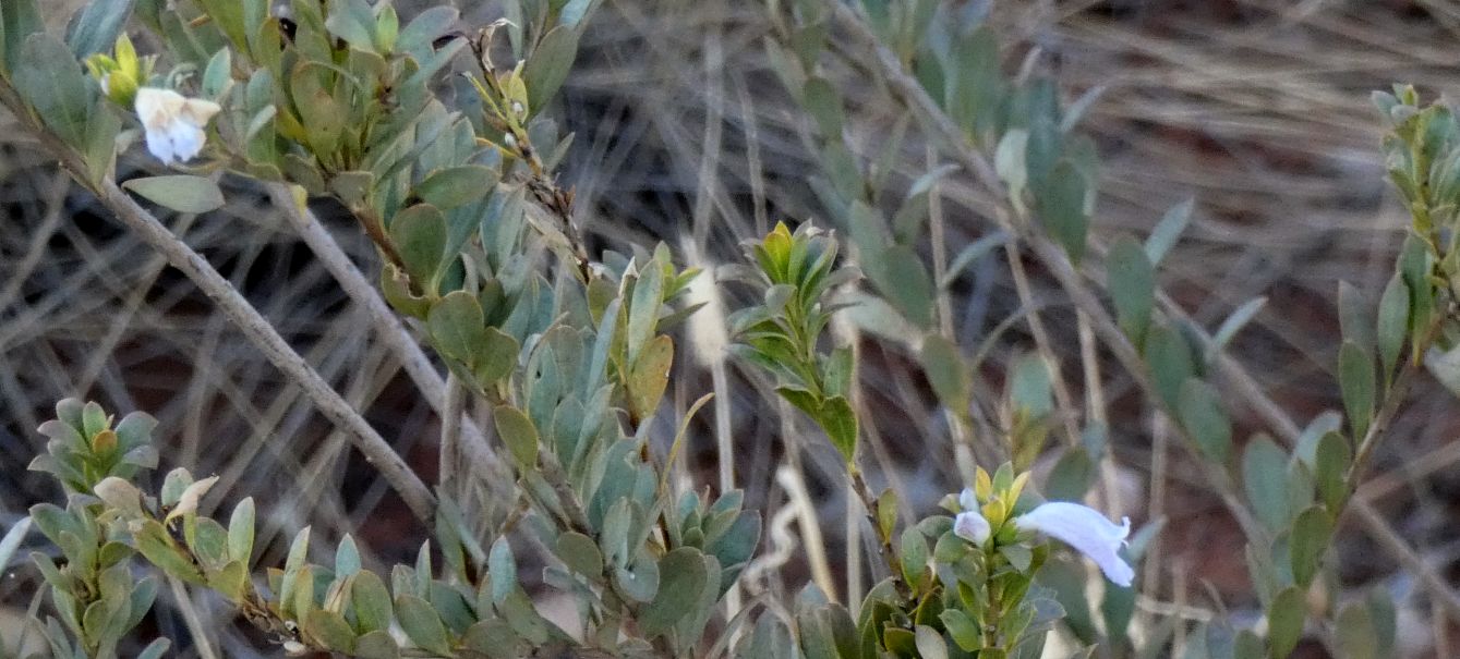 Arbusto dall''Australia (NT): Eremophila christopheri (Scrophulariaceae)