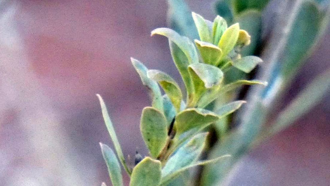 Arbusto dall''Australia (NT): Eremophila christopheri (Scrophulariaceae)