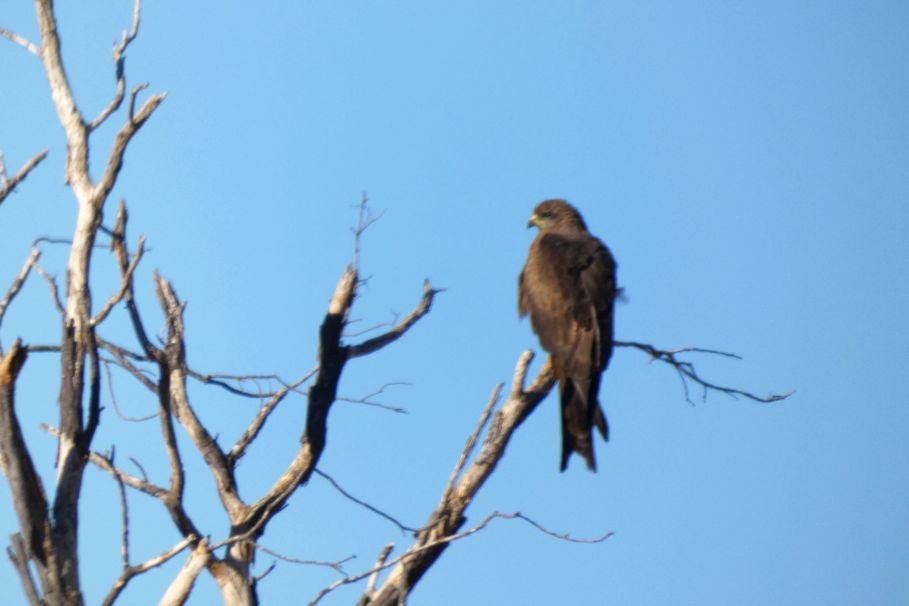 Rapace dall''Australia (NT): Nibbio bruno (Milvus migrans)