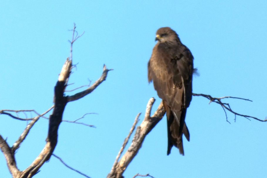 Rapace dall''Australia (NT): Nibbio bruno (Milvus migrans)