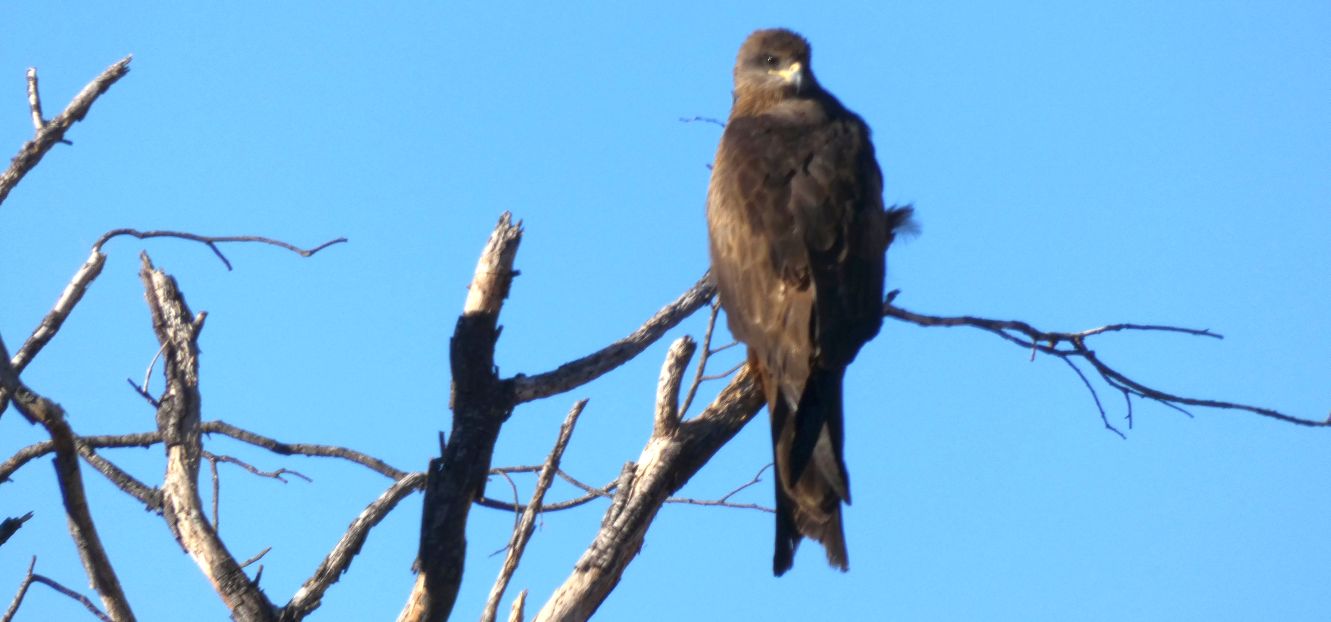 Rapace dall''Australia (NT): Nibbio bruno (Milvus migrans)