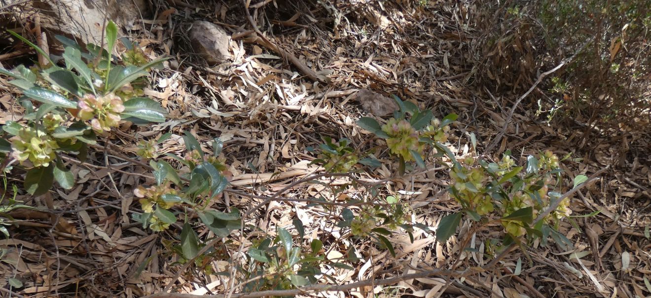 Dall''Australia (NT): Dodonaea viscosa mucronata (Sapindaceae)