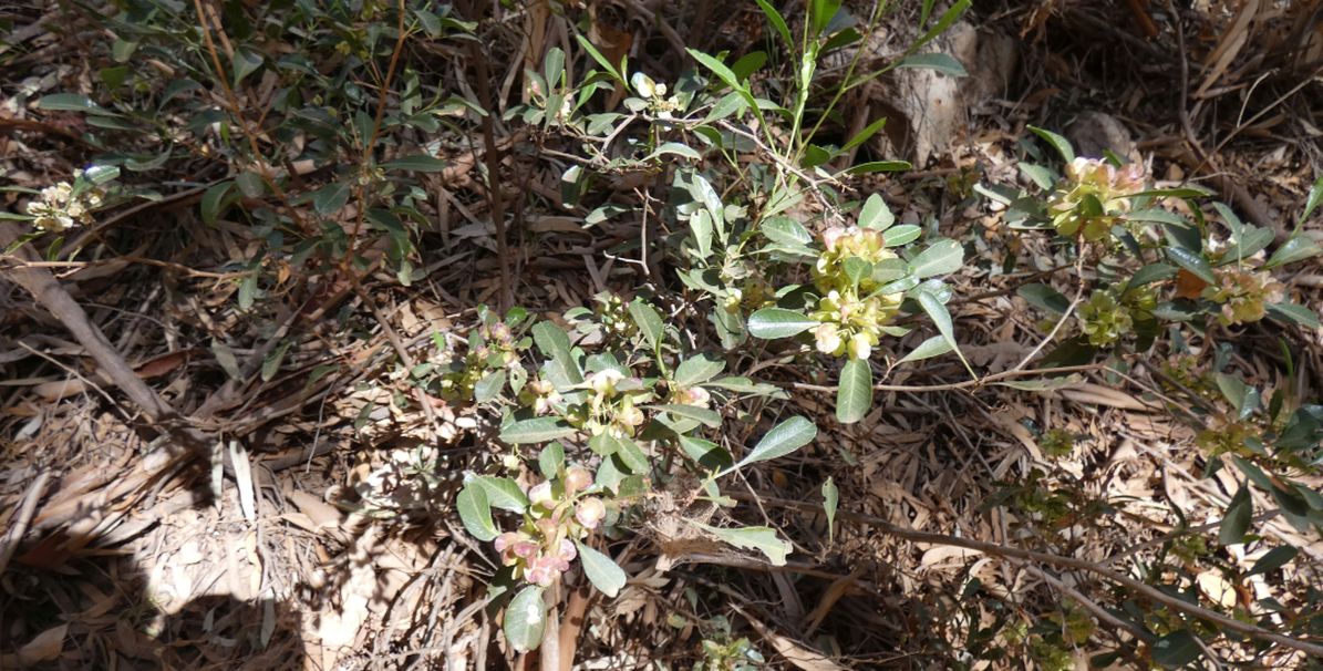 Dall''Australia (NT): Dodonaea viscosa mucronata (Sapindaceae)