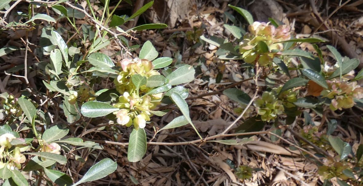 Dall''Australia (NT): Dodonaea viscosa mucronata (Sapindaceae)