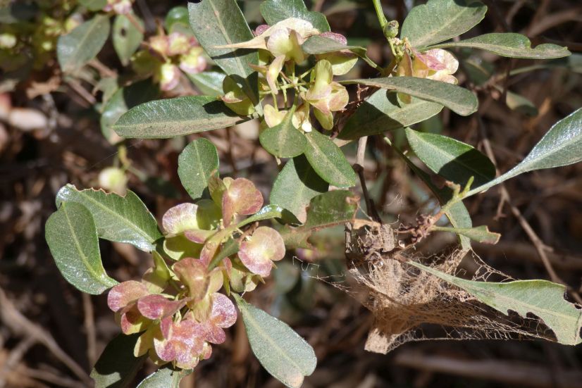 Dall''Australia (NT): Dodonaea viscosa mucronata (Sapindaceae)