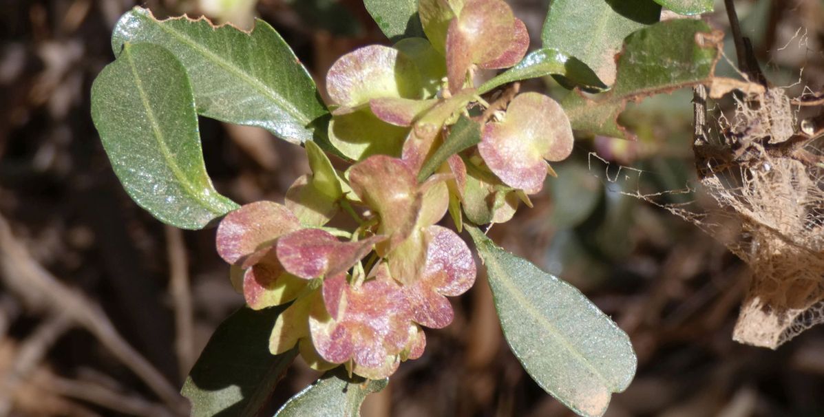 Dall''Australia (NT): Dodonaea viscosa mucronata (Sapindaceae)