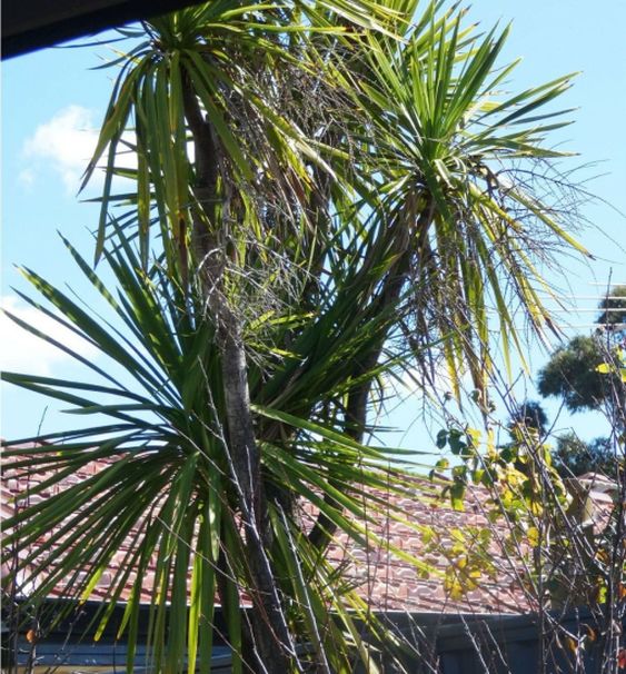 Dall''Australia (WA): Dracaena sp. (Asparagaceae)