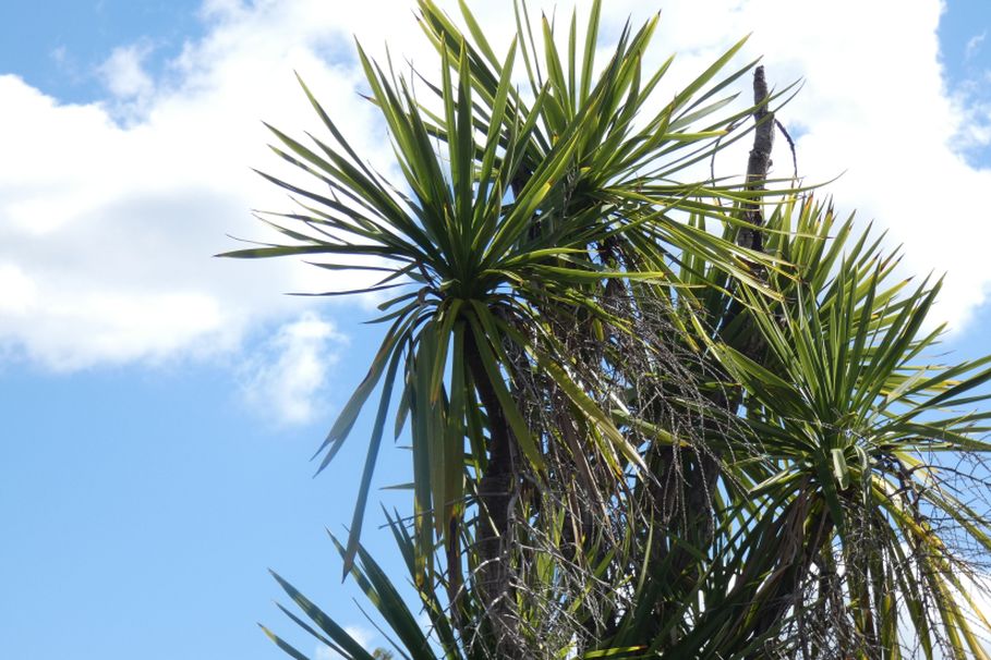 Dall''Australia (WA): Dracaena sp. (Asparagaceae)