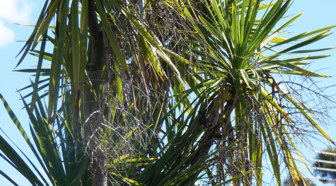 Dall''Australia (WA): Dracaena sp. (Asparagaceae)