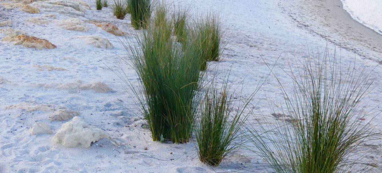 Pianta dall''Australia WA: Austrostipa sp. (Poaceae)