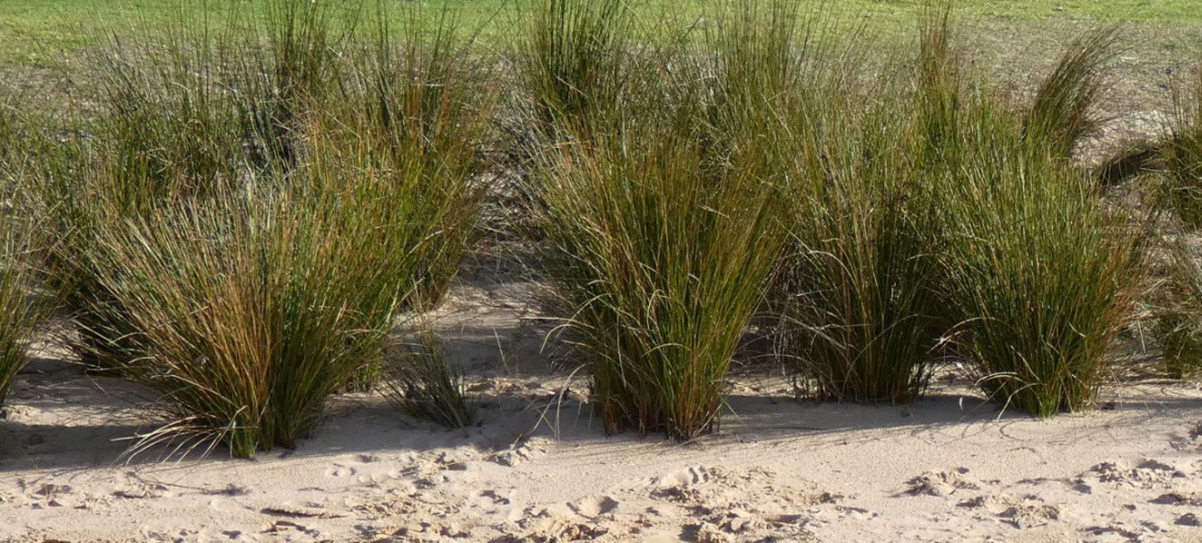 Pianta dall''Australia WA: Austrostipa sp. (Poaceae)