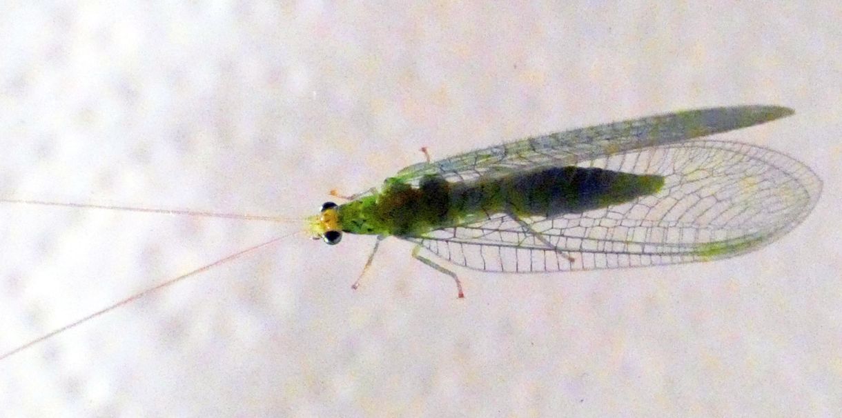 Chrysopidae australiano da id.