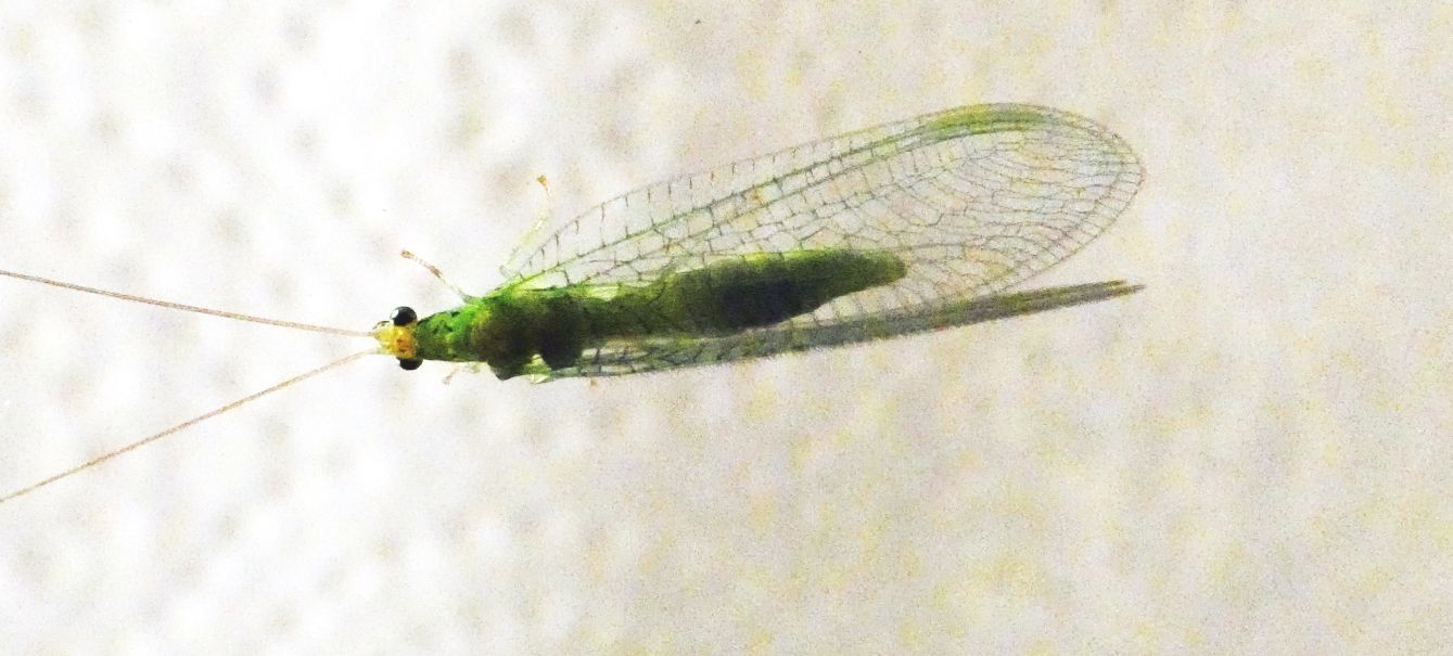 Chrysopidae australiano da id.