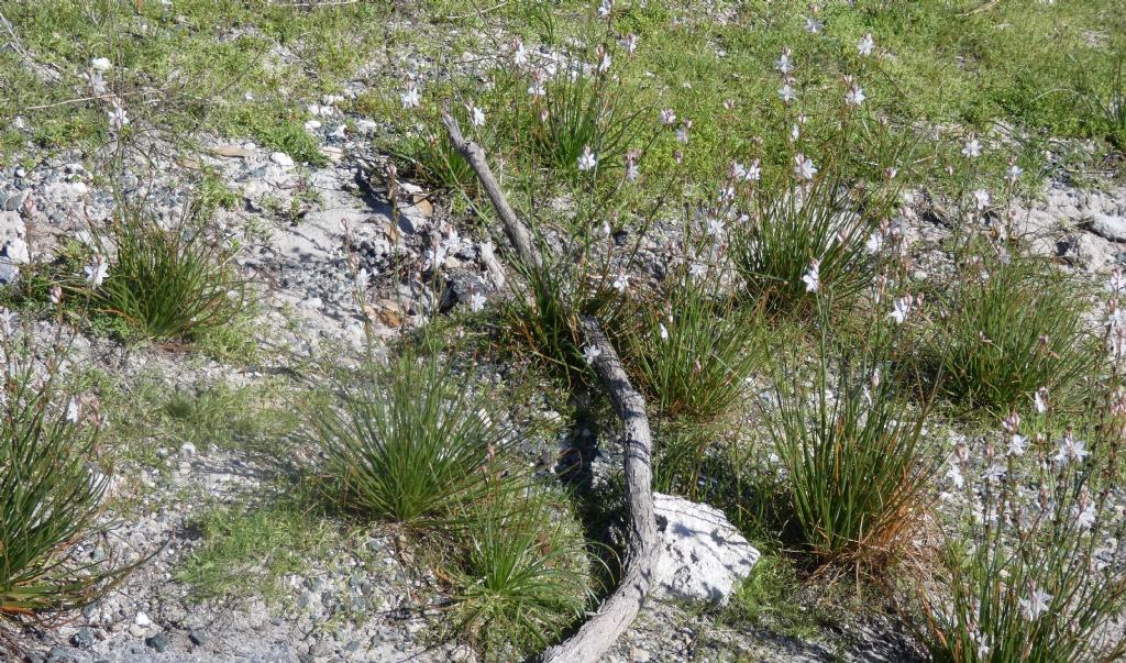 Dall''Australia (WA): Asphodelus fistulosus (Asphodelaceae)