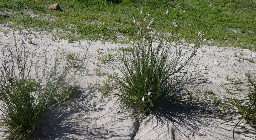 Dall''Australia (WA): Asphodelus fistulosus (Asphodelaceae)