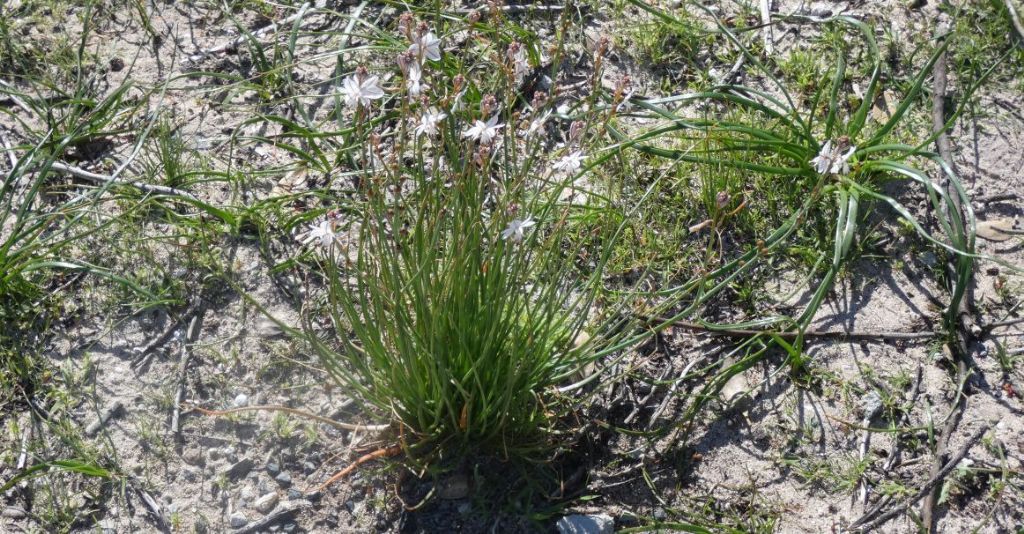 Dall''Australia (WA): Asphodelus fistulosus (Asphodelaceae)