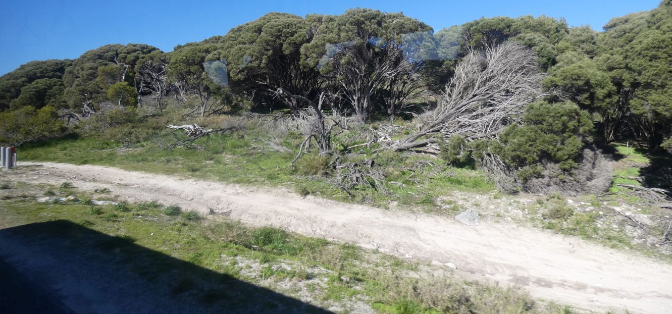 dall''Australia (WA):  Melaleuca spp. (Myrtaceae)