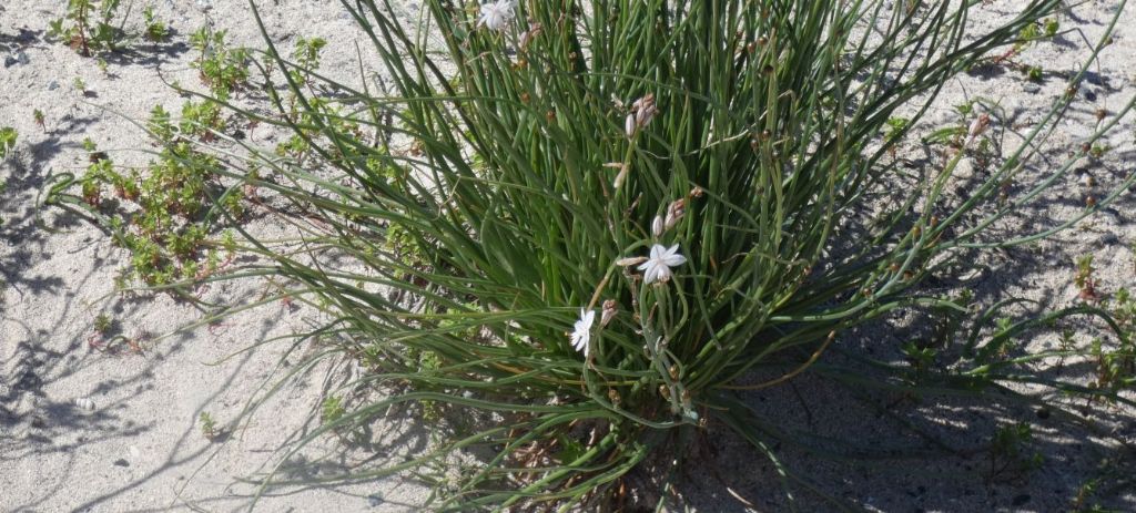 Dall''Australia (WA): Asphodelus fistulosus (Asphodelaceae)