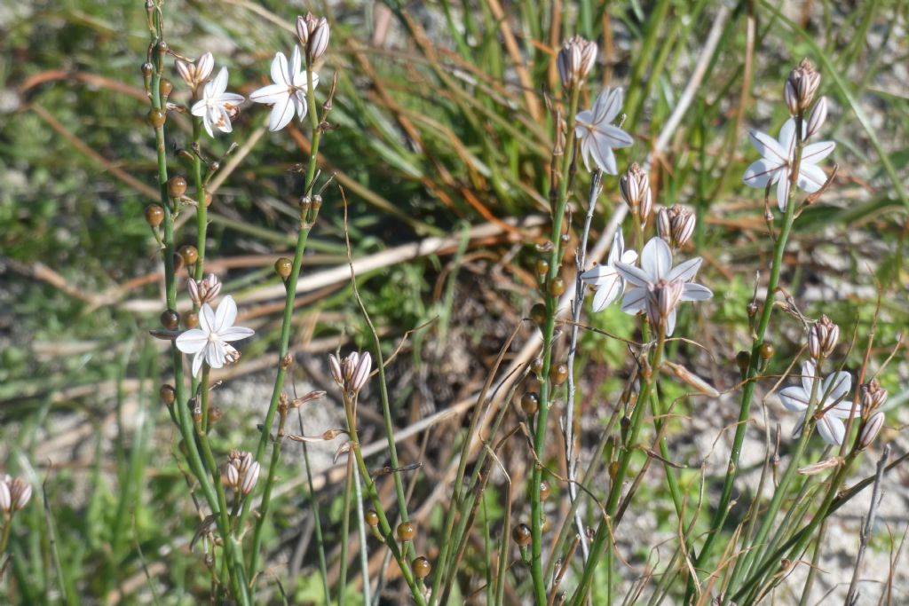 Dall''Australia (WA): Asphodelus fistulosus (Asphodelaceae)