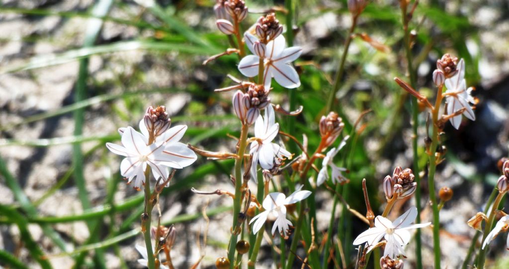 Dall''Australia (WA): Asphodelus fistulosus (Asphodelaceae)