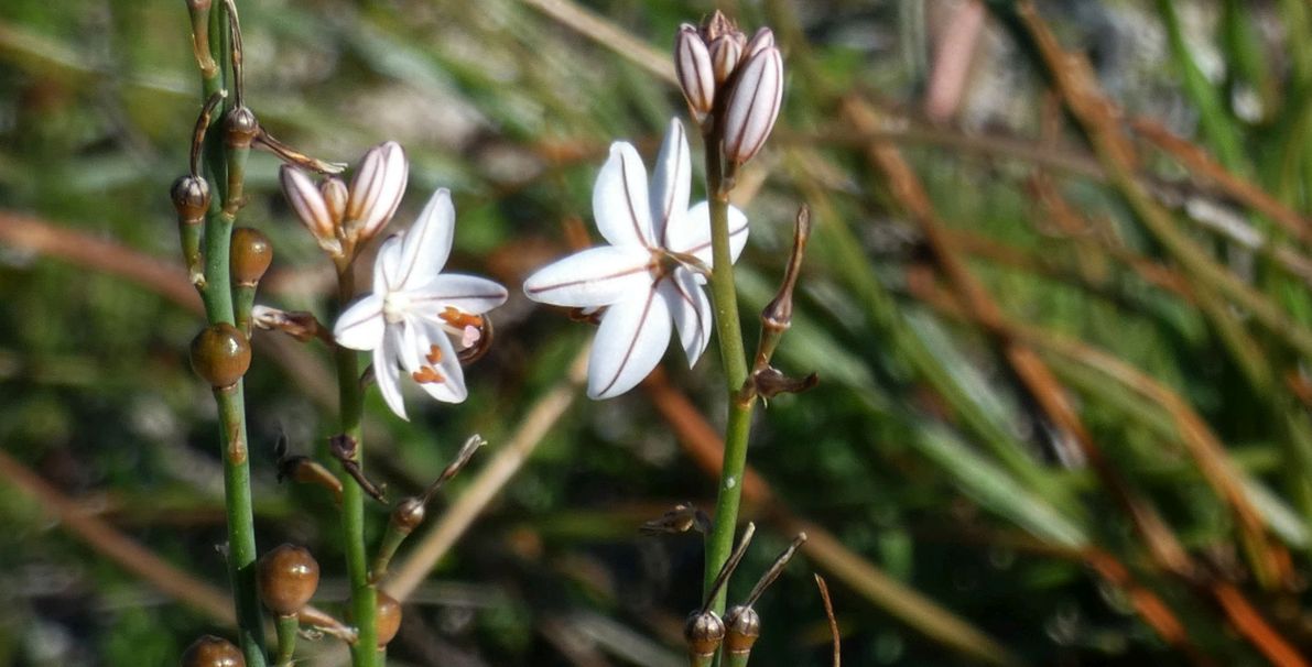 Dall''Australia (WA): Asphodelus fistulosus (Asphodelaceae)