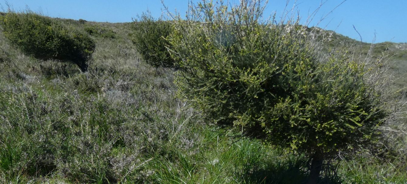 Dall''Australia (WA): giovane Melaleuca lanceolata(Myrtaceae)