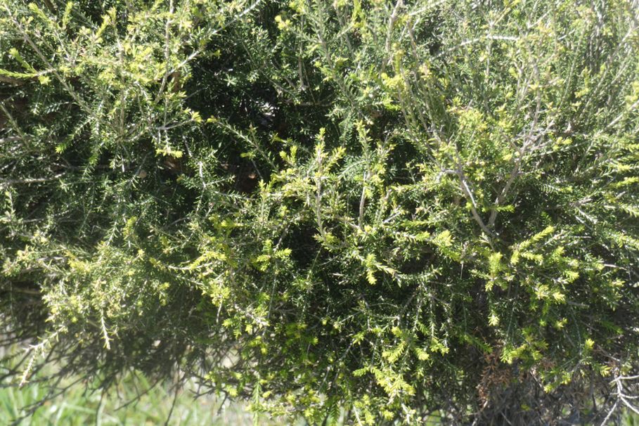 Dall''Australia (WA): giovane Melaleuca lanceolata(Myrtaceae)