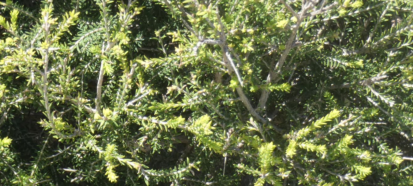 Dall''Australia (WA): giovane Melaleuca lanceolata(Myrtaceae)