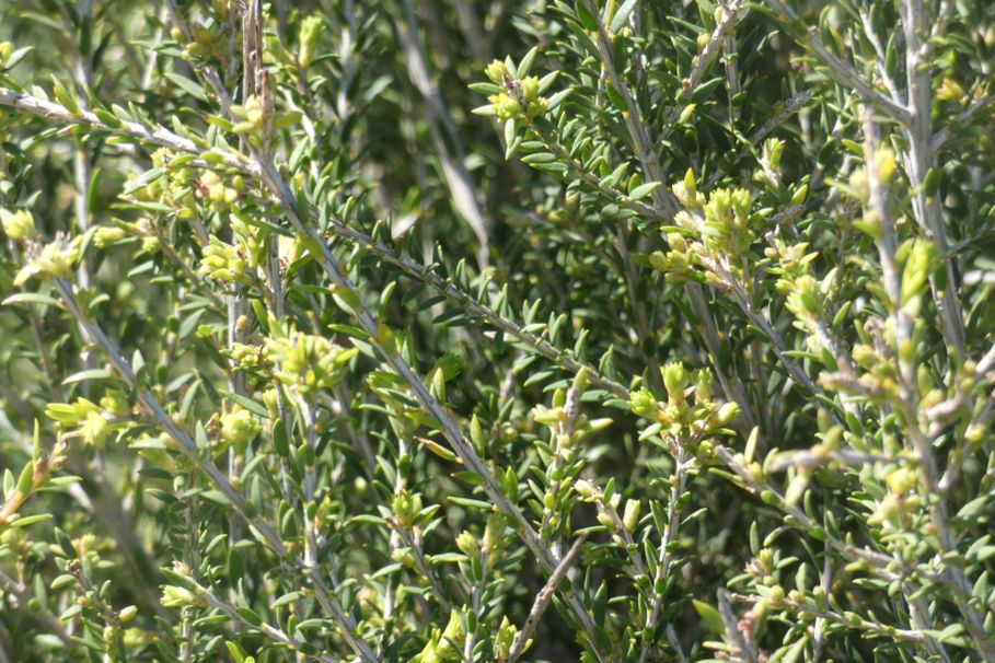 Dall''Australia (WA): giovane Melaleuca lanceolata(Myrtaceae)