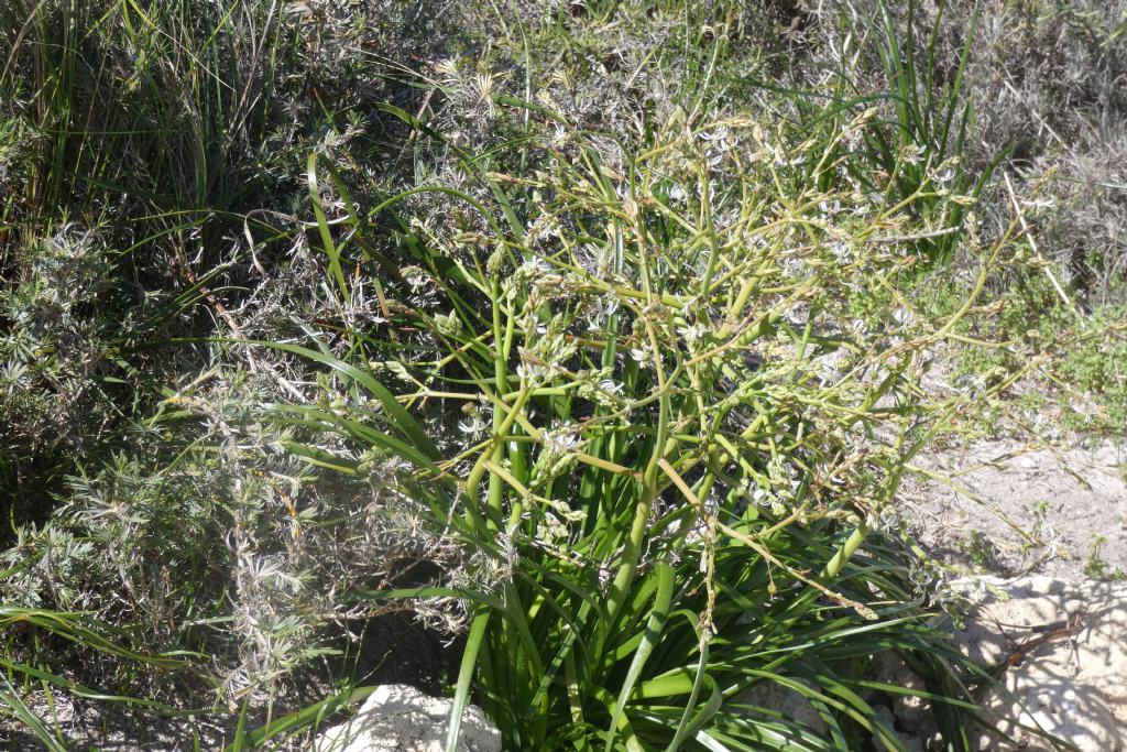 Dall''Australia (WA): Trachyandra divaricata (Xanthorrhoeaceae)