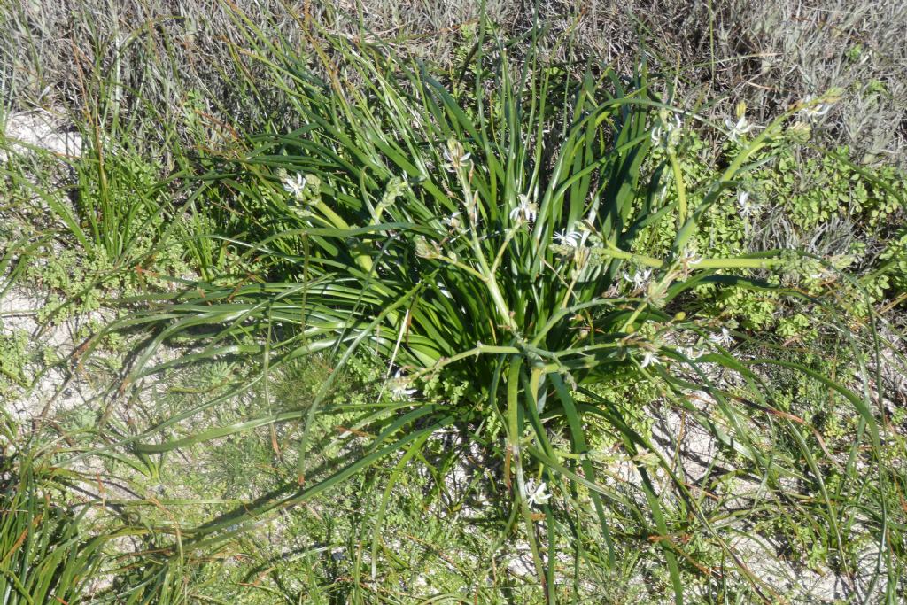 Dall''Australia (WA): Trachyandra divaricata (Xanthorrhoeaceae)