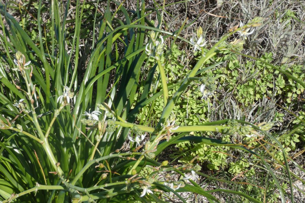 Dall''Australia (WA): Trachyandra divaricata (Xanthorrhoeaceae)