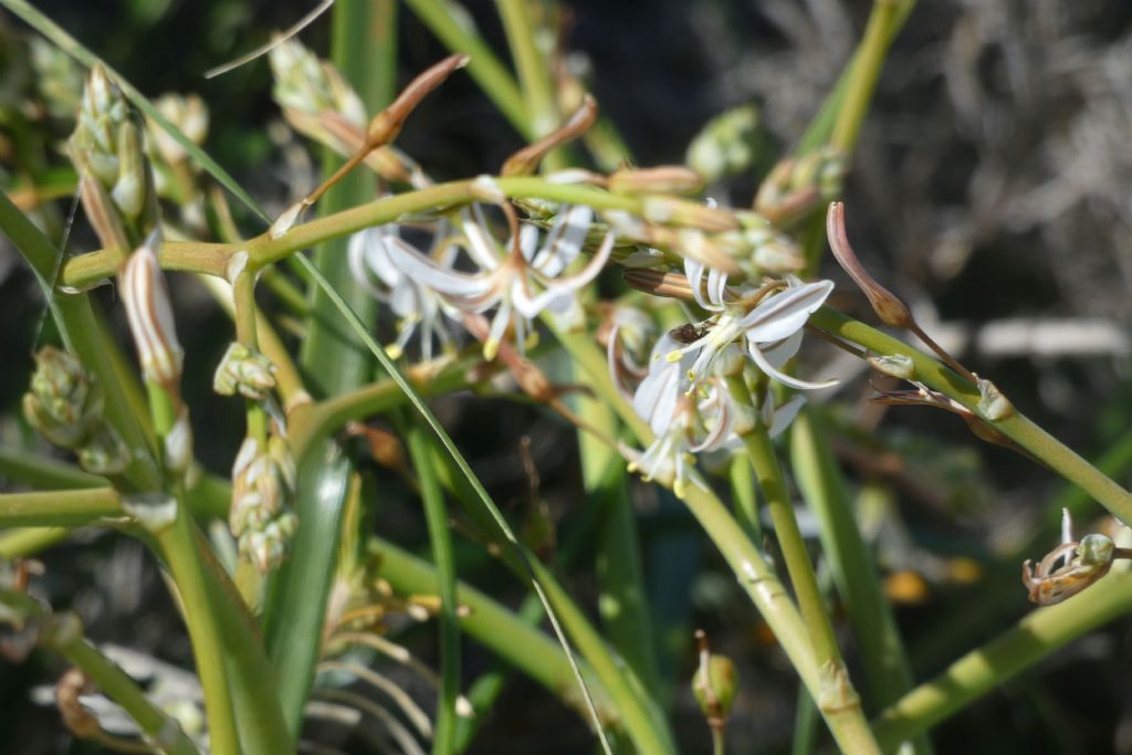 Dall''Australia (WA): Trachyandra divaricata (Xanthorrhoeaceae)