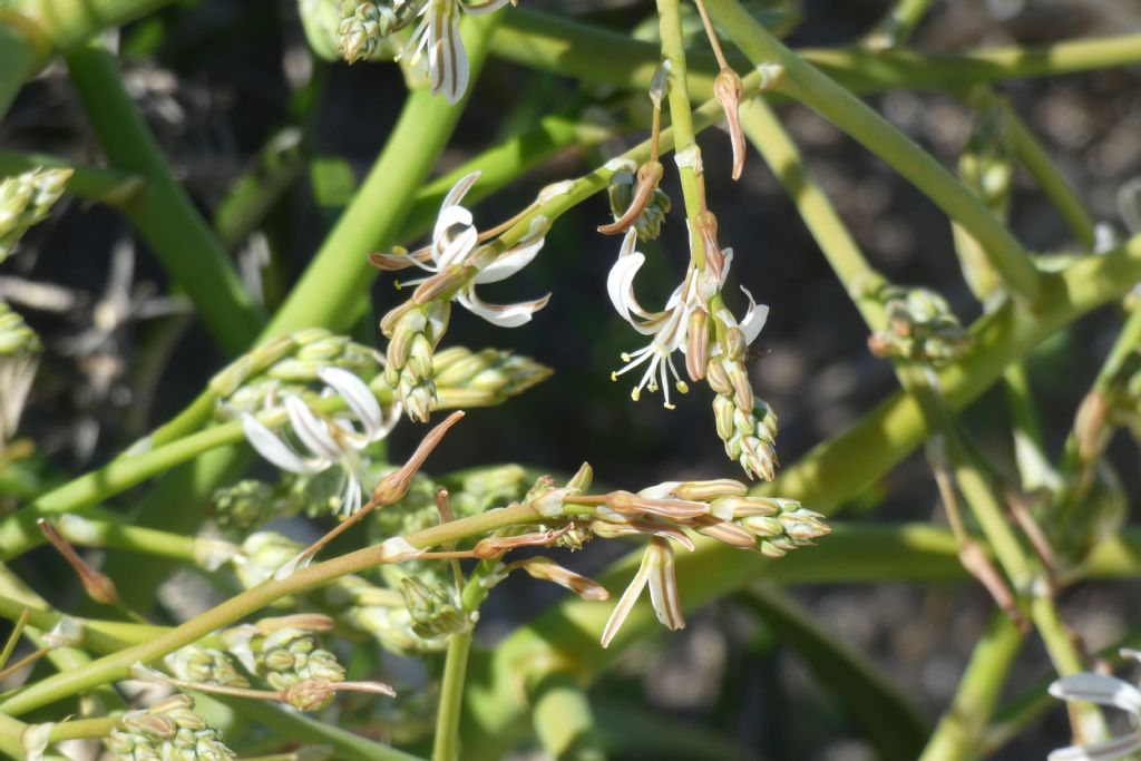 Dall''Australia (WA): Trachyandra divaricata (Xanthorrhoeaceae)